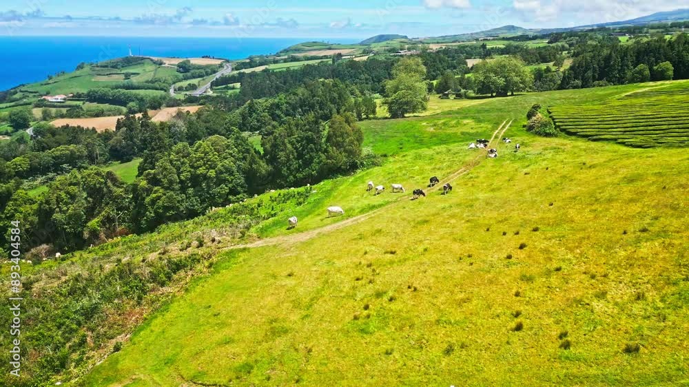 Lush green fields with grazing cows on São Miguel Island, Azores on a sunny day Lush green fields with grazing cows on São Miguel Island, Azores on a sunny day