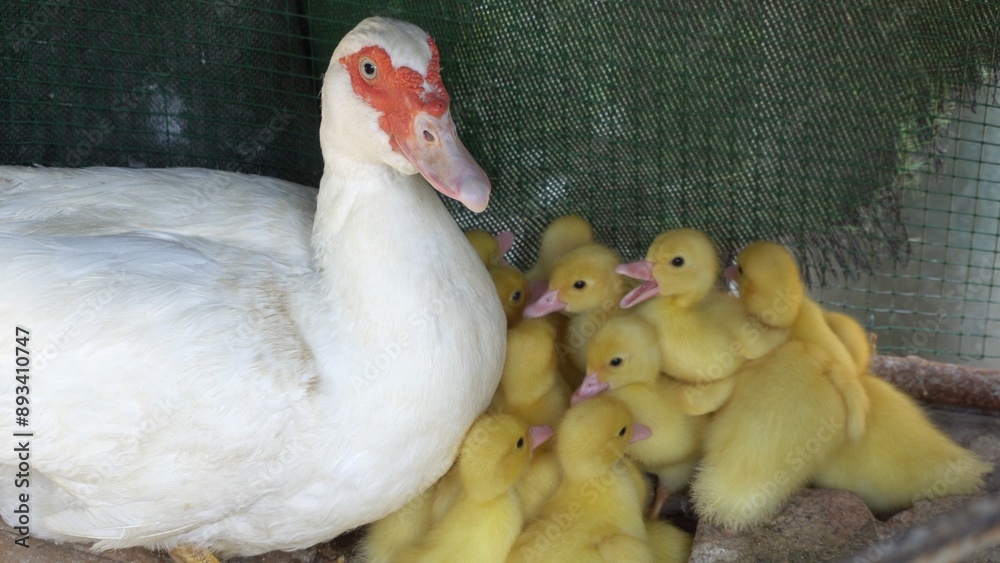 mother duck chicken, chicks and little yellow and tender newborns opening their doors to eat , mother child relationship in nature at birth