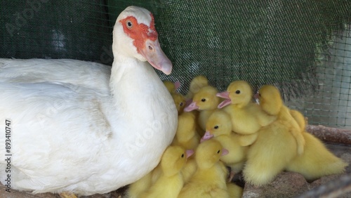 Obraz na płótnie mother duck chicken, chicks and little yellow and tender newborns opening their doors to eat , mother child relationship in nature at birth w salonie
