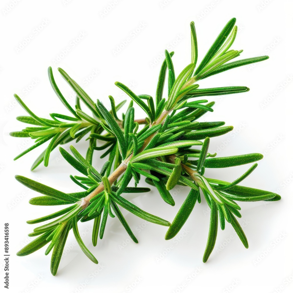 fresh rosemary sprigs with vibrant green needles isolated on pure white macro photography highlights the herbs texture and aromatic oil droplets ideal for culinary or medicinal concepts fresh rosemary sprigs with vibrant green needles isolated on pure white macro photography highlights the herbs texture and aromatic oil droplets ideal for culinary or medicinal concepts