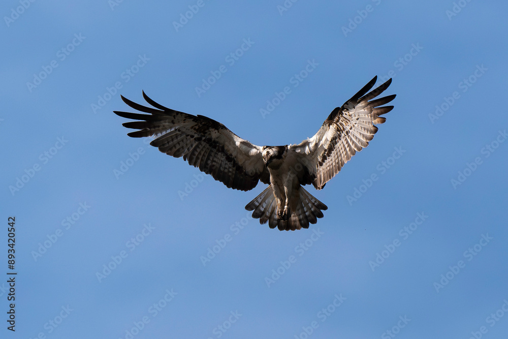 Balbuzard pêcheur, Pandion haliaetus, Western Osprey Balbuzard pêcheur, Pandion haliaetus, Western Osprey