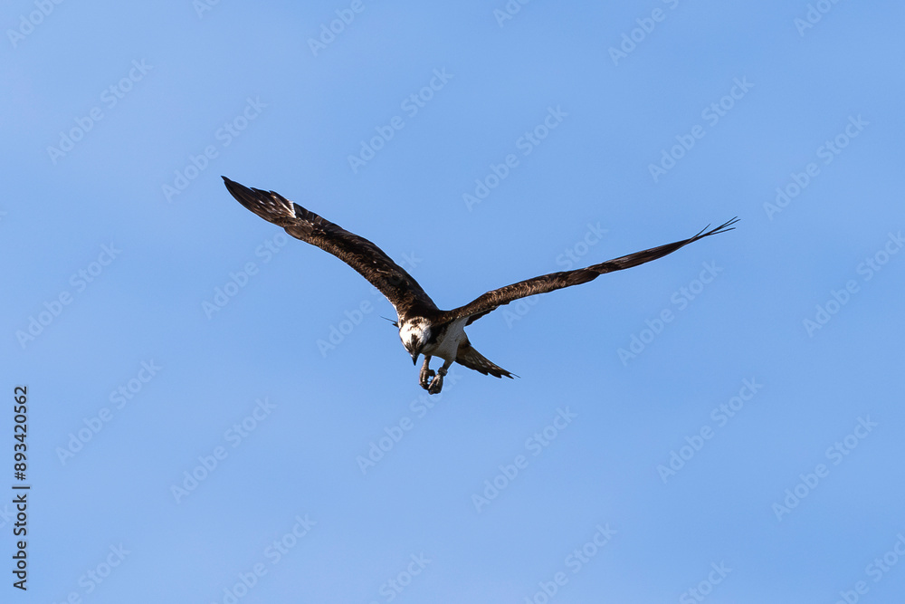 Balbuzard pêcheur, Pandion haliaetus, Western Osprey Balbuzard pêcheur, Pandion haliaetus, Western Osprey
