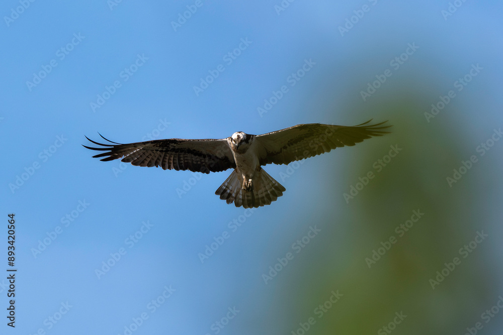 Balbuzard pêcheur, Pandion haliaetus, Western Osprey Balbuzard pêcheur, Pandion haliaetus, Western Osprey