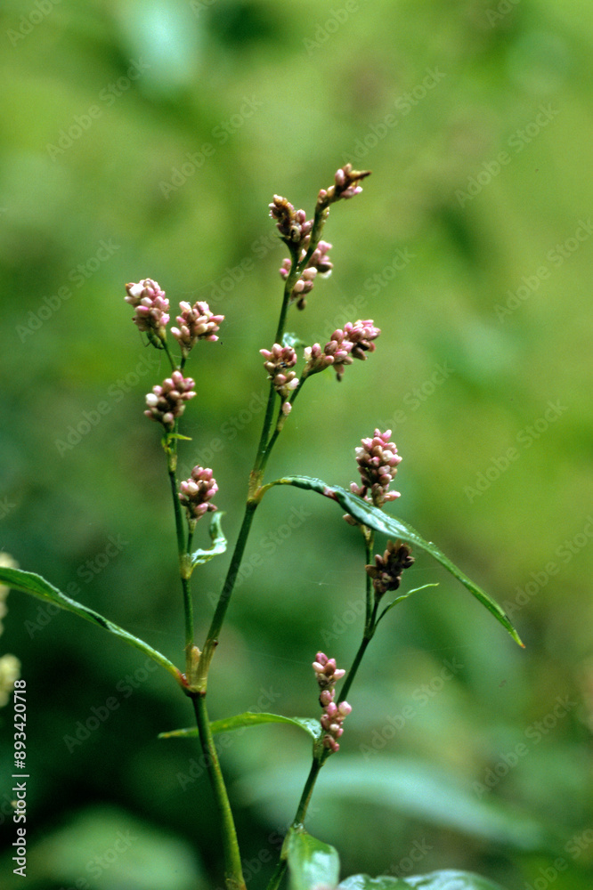 Polygonum hydropiper, Poivre d'eau Polygonum hydropiper, Poivre d'eau