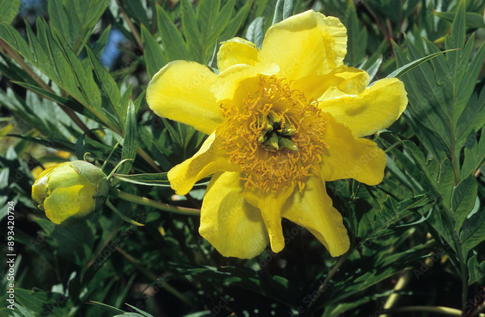 Fototapeta premium Paconia lutea, Pivoine