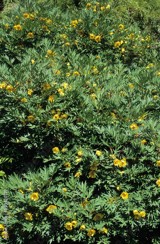 Paconia lutea, Pivoine photo