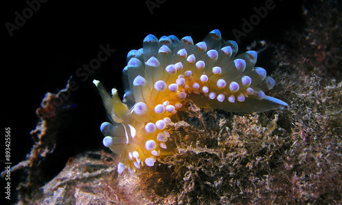 Sea Slug, Nudibranch, Janolus cristatus, Cabo Cope-Puntas del Calnegre Natural Park, Mediterranean Sea, Region de Murcia, Murcia, Spain, Europe photo