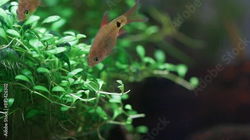 Macro view fish fry longtail barb Pethia Conchonius. Aquarium fish eats the algae that grows on the leaves of Glossostigma Elatinoides. Tropical freshwater aquarium tank photo