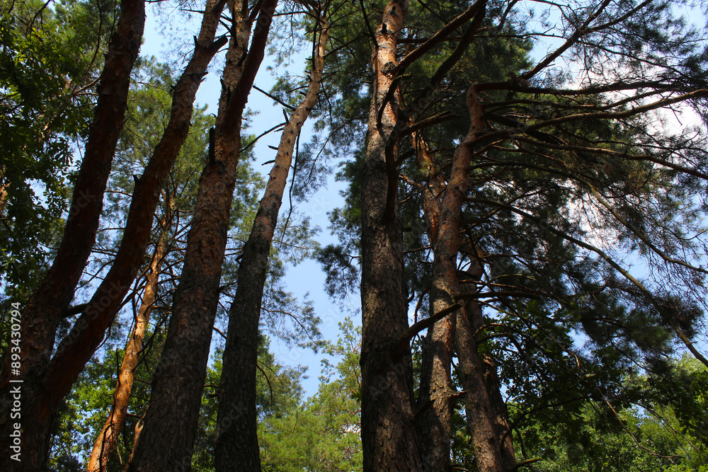 Fototapeta premium trees in the woods, trees in the forest