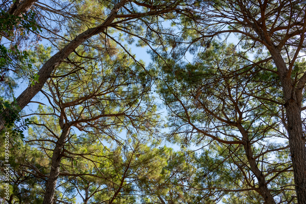 Canopy of tall pine trees against clear blue sky. Canopy of tall pine trees against clear blue sky.