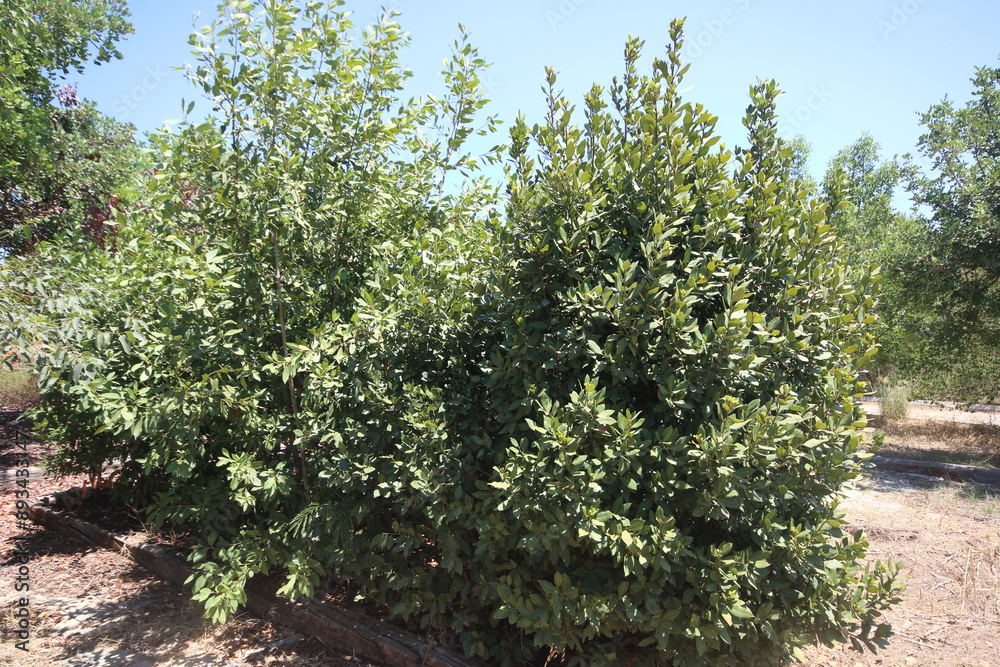 Fototapeta premium Laurus lobilis tree in a park 