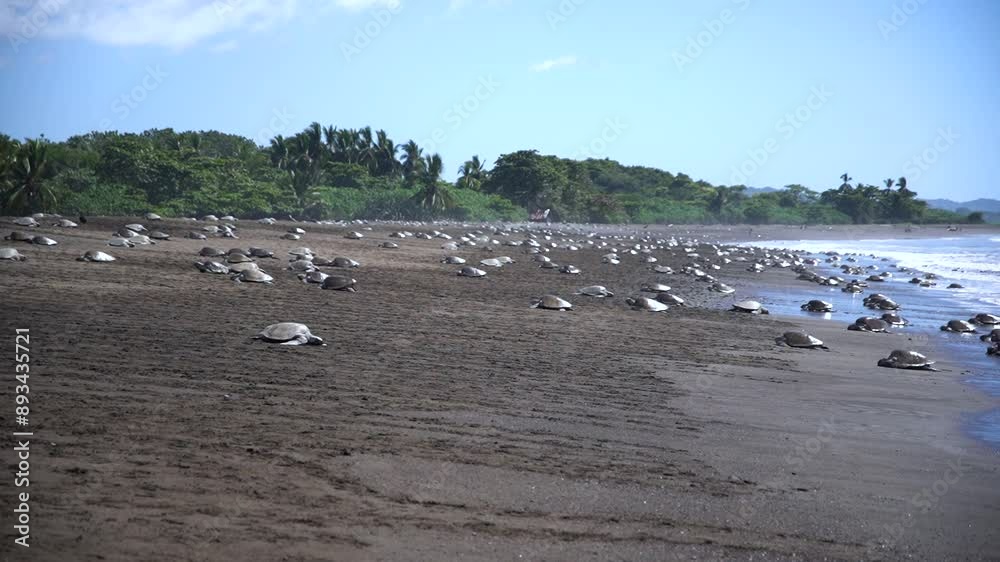General view of Ostional Beach full of sea turtles in Guanacaste, Costa Rica General view of Ostional Beach full of sea turtles in Guanacaste, Costa Rica