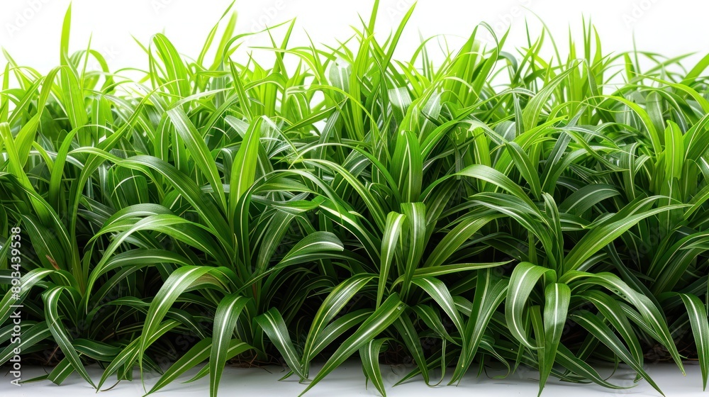 Fototapeta premium Green Grass Blades