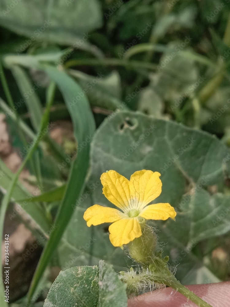 cucumis melo flower or Melon flower or yellow flower of the Muskmelon in the garden cucumis melo flower or Melon flower or yellow flower of the Muskmelon in the garden