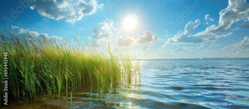 Scenic view of reeds by ser...