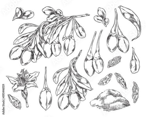 Collection of botanical vector drawings in sketch style: goji berries, a twig with flowers and leaves