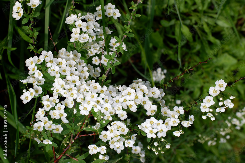 white flowers of fruit trees in spring white flowers of fruit trees in spring