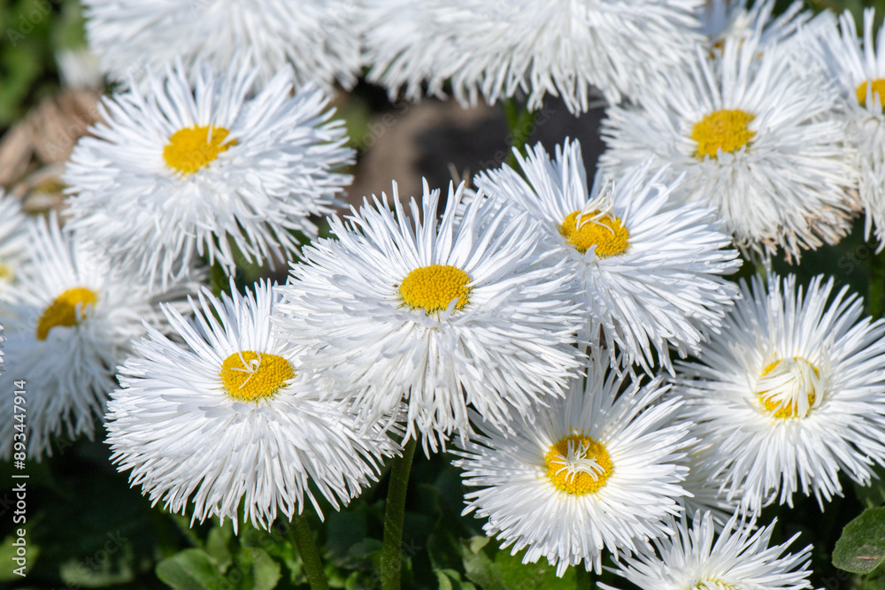 Perennis bellis garden daisy in nature in spring. Perennis bellis garden daisy in nature in spring.