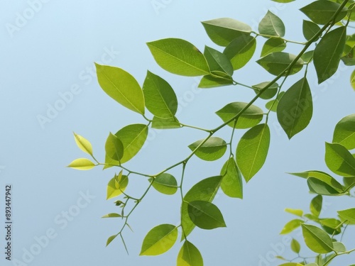 leaves pattern of dalbergia sissoo. North Indian rosewood leaves.shisham leaves pattern background photo