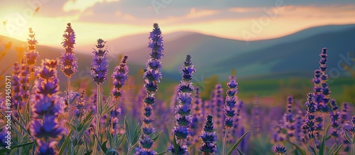 Field of sage plants with a...