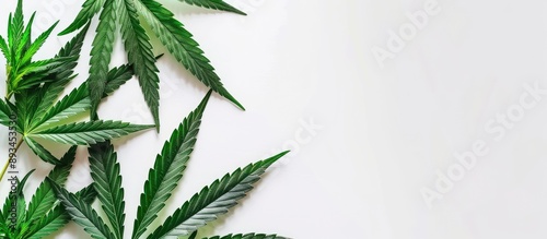 Cannabis leaves displayed o...