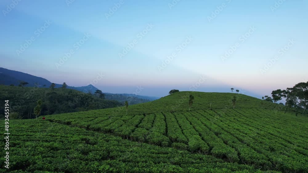 Green tea plantation in the morning with landsacpe with Lawu mountain view. Kemuning, Central Java Indonesia Green tea plantation in the morning with landsacpe with Lawu mountain view. Kemuning, Central Java Indonesia