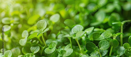 Fresh watercress sprouts co...