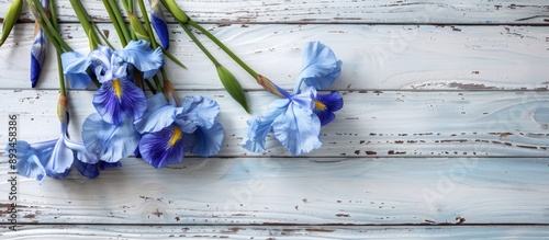 Beautiful blue iris flowers...
