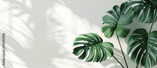 Monstera leaves in a modern...