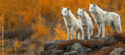 Arctic wolves spotted in an...