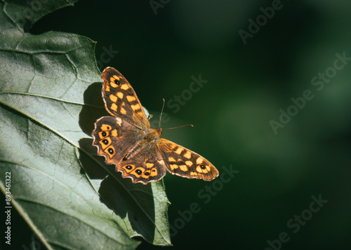 Close up of orange butterfly on a leaf
