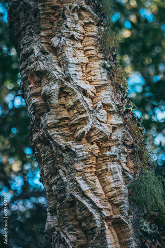 Cork oak trunk in Portugal 