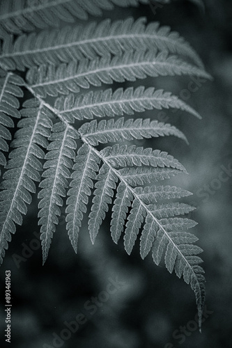 Close up of a fern in the forest