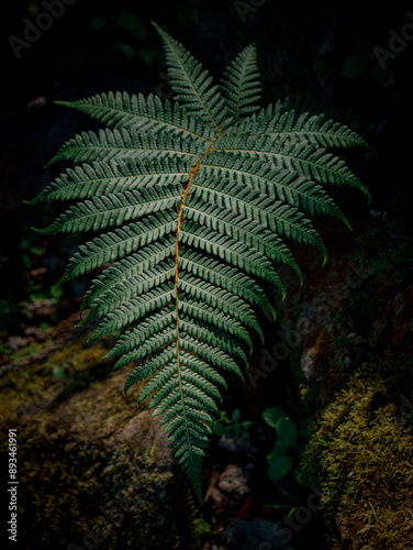 Close up of a green fern in the forest