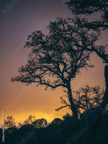 Sunset in the forest