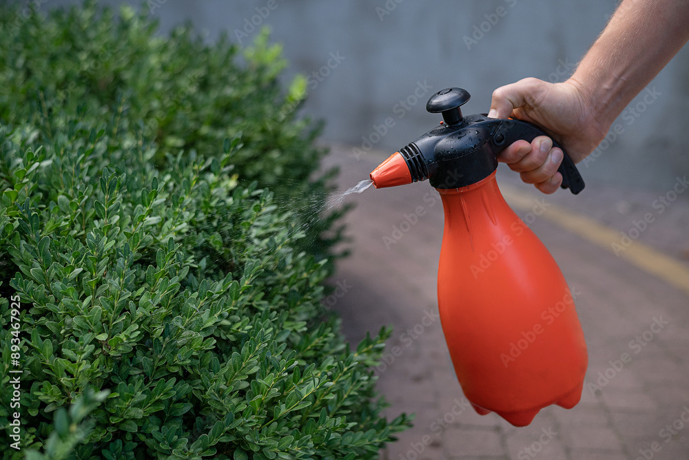 Processing of the boxwood plant from Cydalima perspectalis