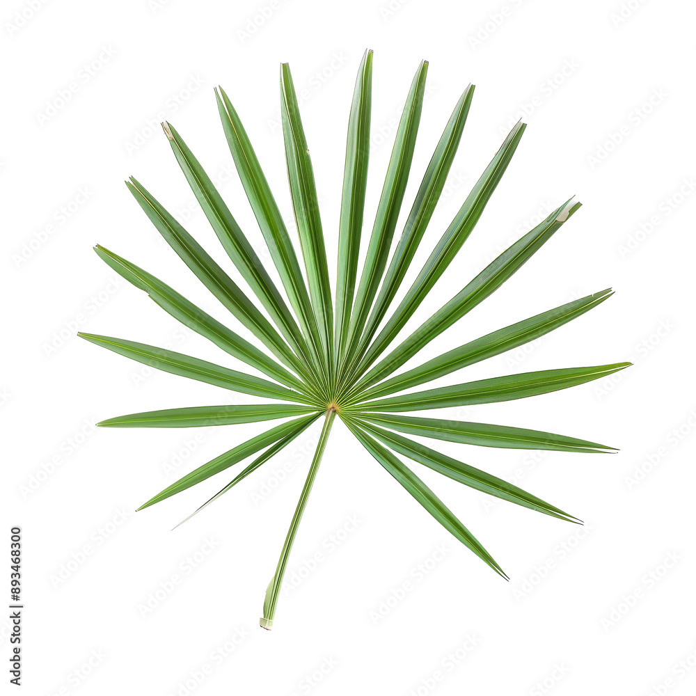 Single Green Palm Leaf on White Background Single Green Palm Leaf on White Background