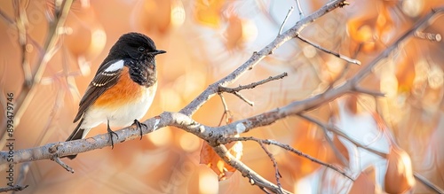 Male African stonechat Saxicola torquatus perched on a tree branch in South Africa with a blurred background perfect for copy space image photo