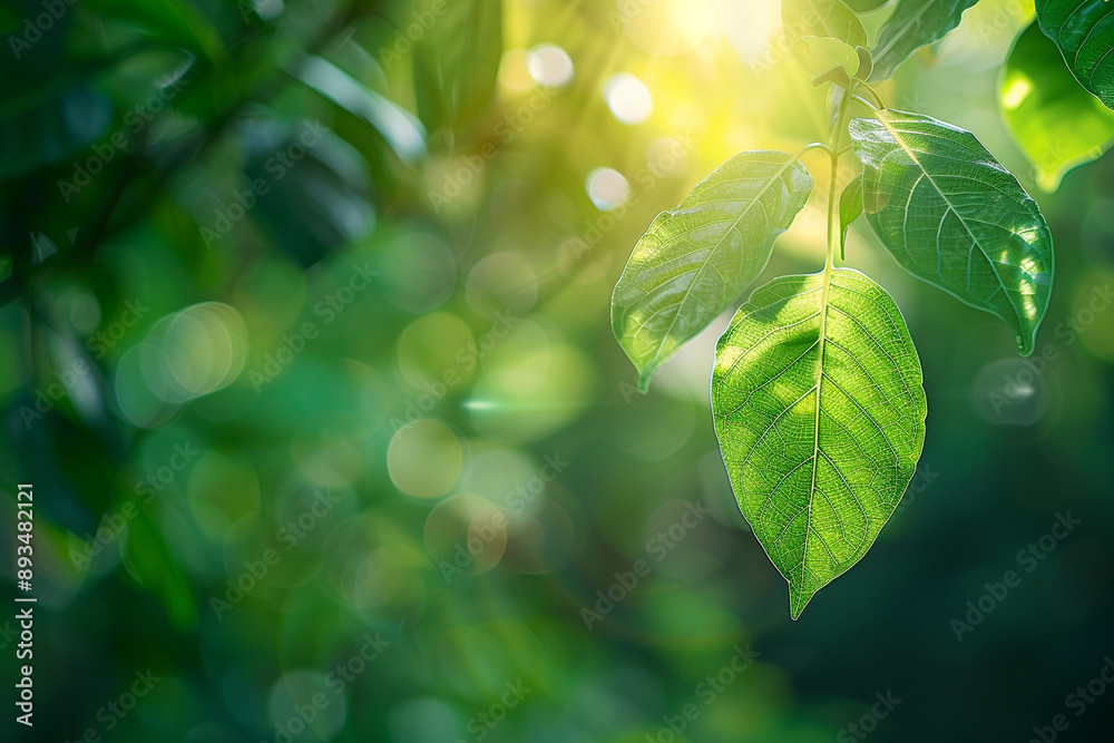 Close up of nature view green leaf on blurred greenery background under sunlight with bokeh and copy space using as background natural plants landscape ecology wallpaper or cover concept. Close up of nature view green leaf on blurred greenery background under sunlight with bokeh and copy space using as background natural plants landscape ecology wallpaper or cover concept.