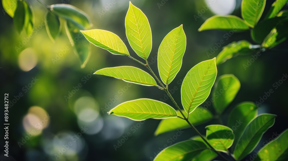 A close-up of a branch with bright green leaves, illuminated by the sun. The leaves are in focus, while the background is a soft blur of greenery A close-up of a branch with bright green leaves, illuminated by the sun. The leaves are in focus, while the background is a soft blur of greenery