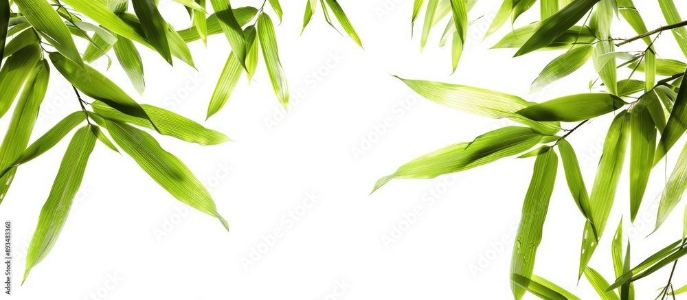 High quality bamboo leaves photograph on white backdrop with clipping path cordially furnishing copy space image