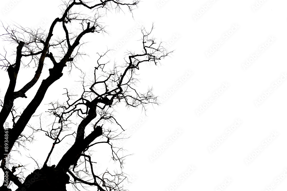 Dead tree with branches isolated on white background.