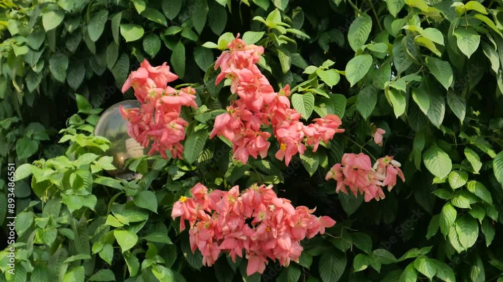 Flowers Bougainvillea tropical bush branch in garden. Bright beautiful pink purple ornamental climbing plant Bougainvillea Glabra that widely cultivated in tropics.