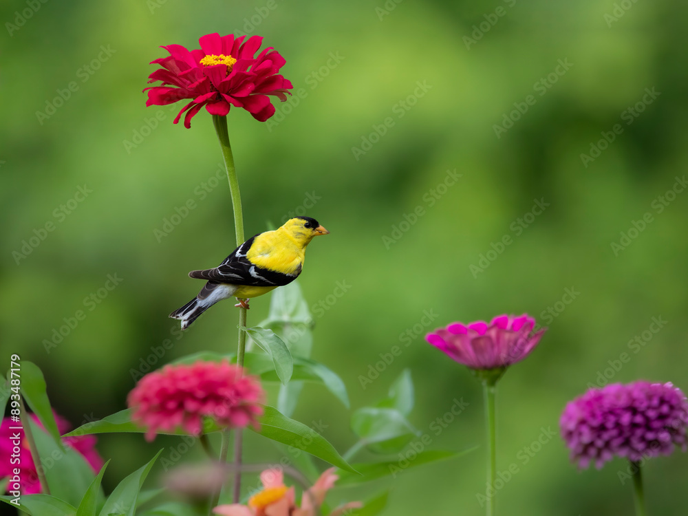 goldfinch on flower