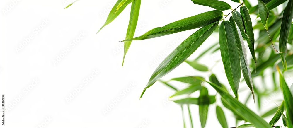 Bamboo leaves in green against a white backdrop offering copy space image Bamboo leaves in green against a white backdrop offering copy space image