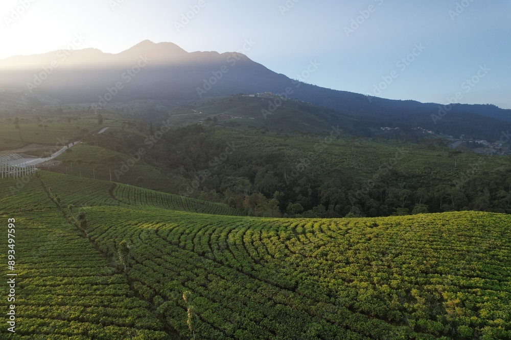 Naklejka premium Green tea plantation in the morning with landsacpe with Lawu mountain view. Kemuning, Central Java Indonesia