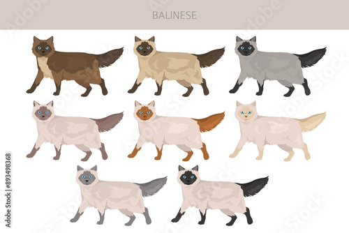 Balinese cat, Long haired Siamese clipart. All coat colors set.  All cat breeds characteristics infographic. Vector illustration