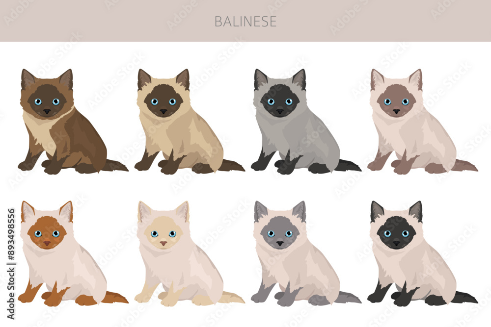 Fototapeta premium Balinese cat, Long haired Siamese clipart. All coat colors set. All cat breeds characteristics infographic. Vector illustration