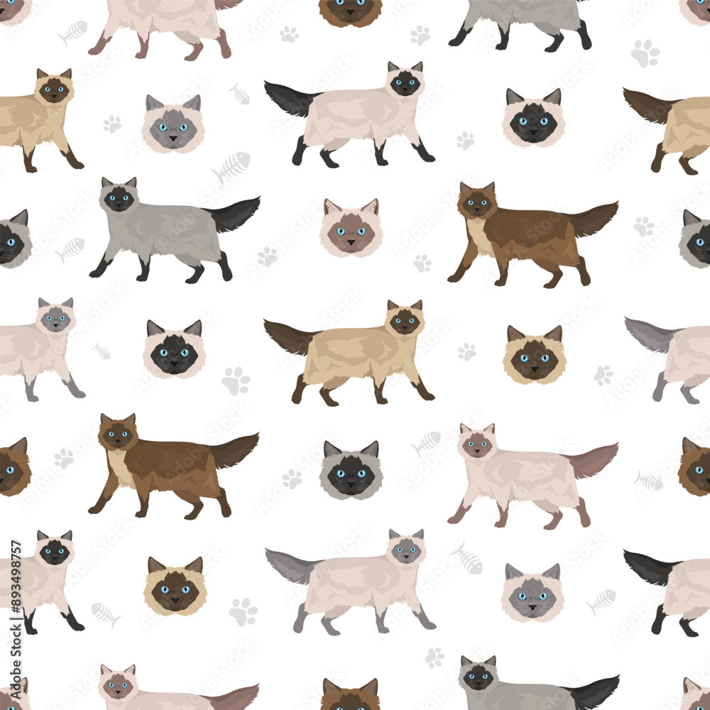 Balinese cat, Long haired Siamese seamless pattern. All coat colors set.  All cat breeds characteristics infographic. Vector illustration