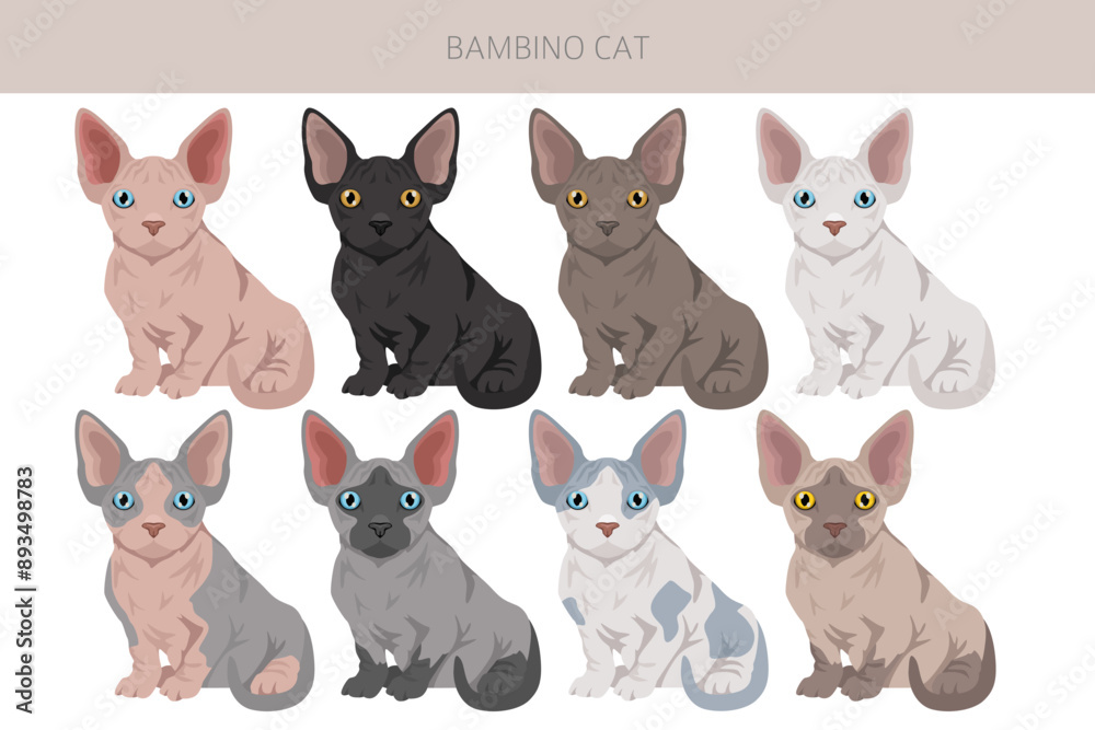 Fototapeta premium Bambino cat, Munchkin Sphynx mix clipart. All coat colors set. All cat breeds characteristics infographic. Vector illustration